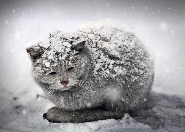 gatto-freddo